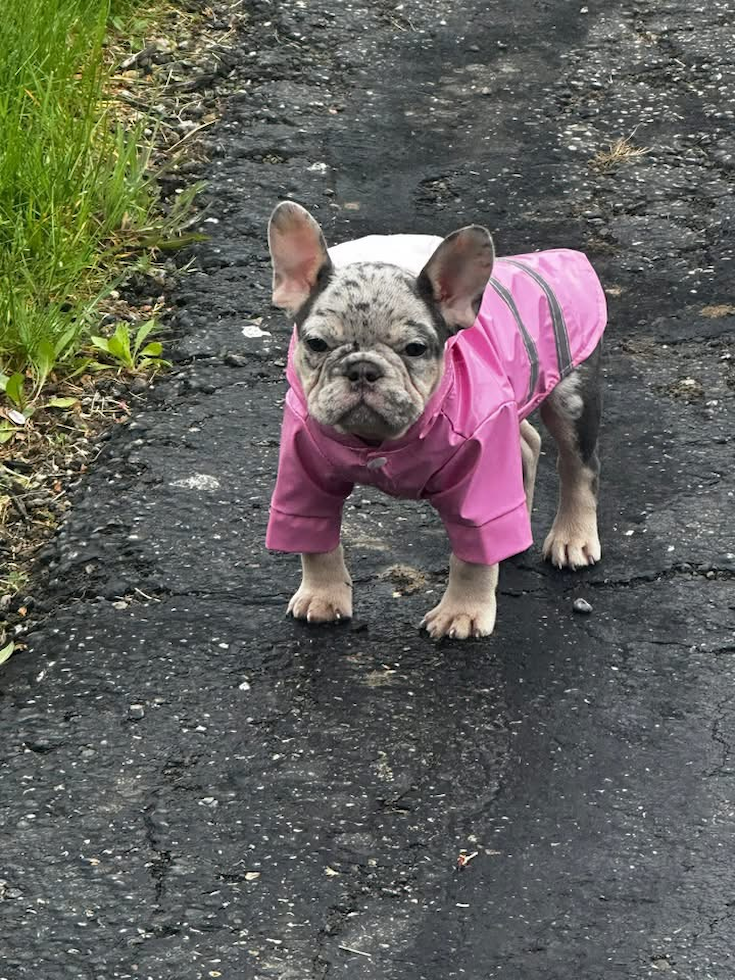 Popular French Bulldog Purebred Pup