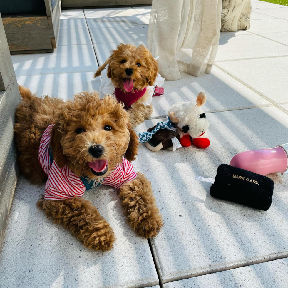 Popular Cavapoo Poodle Mix Pup