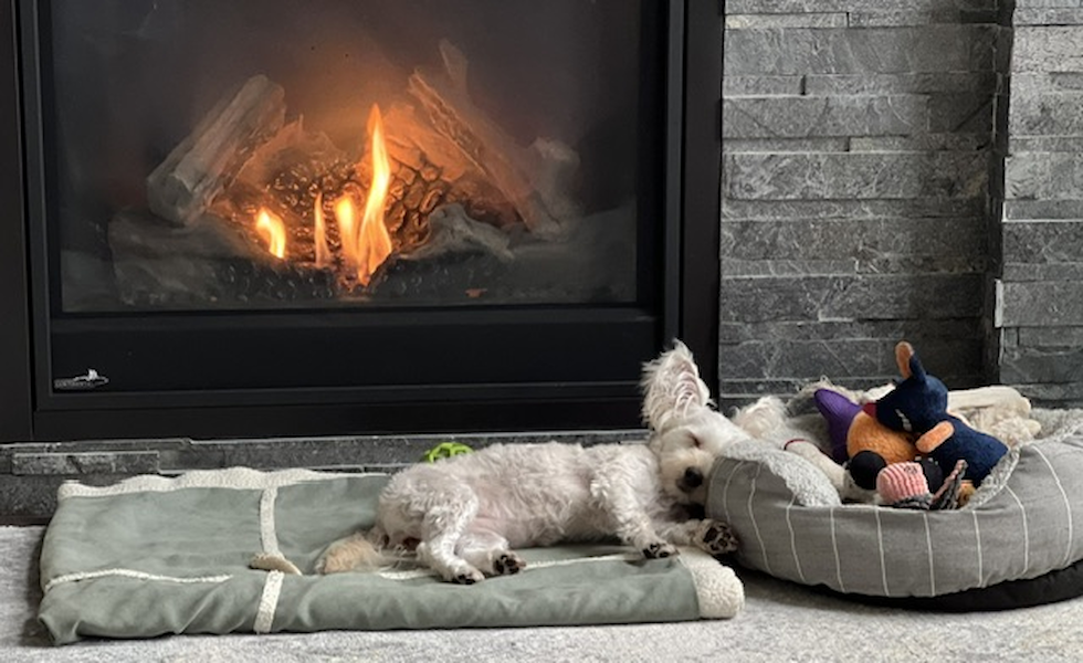 Playful Yo Chon Designer Pup