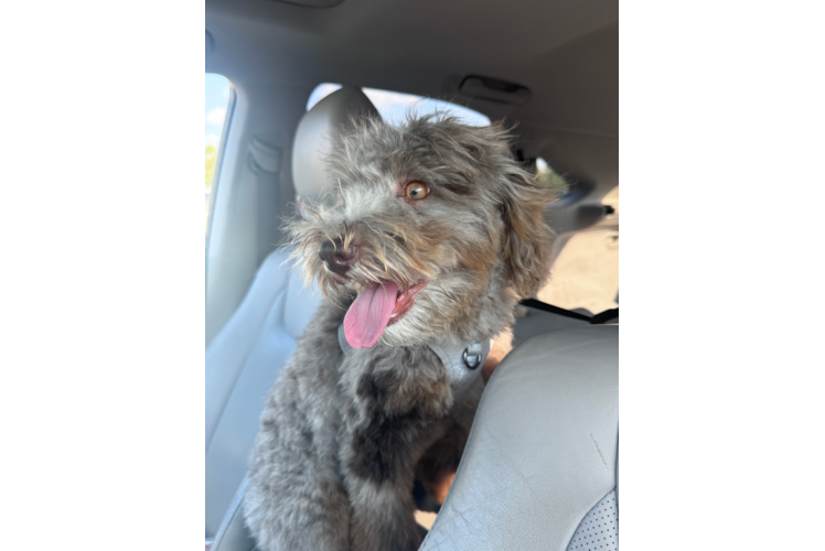 Smart Mini Portidoodle Poodle Mix Pup