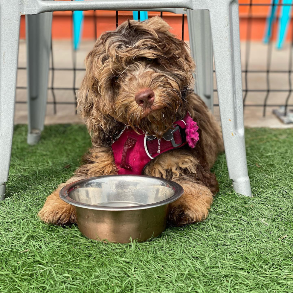 Kansas City Cockapoo Pup