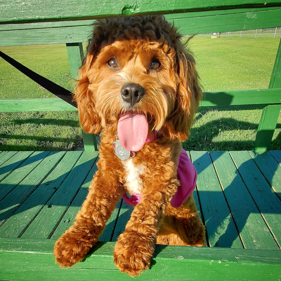 Playful Cavoodle Poodle Mix Pup