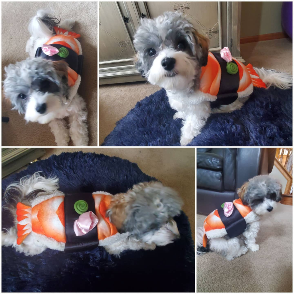 Little Havanese Purebred Pup