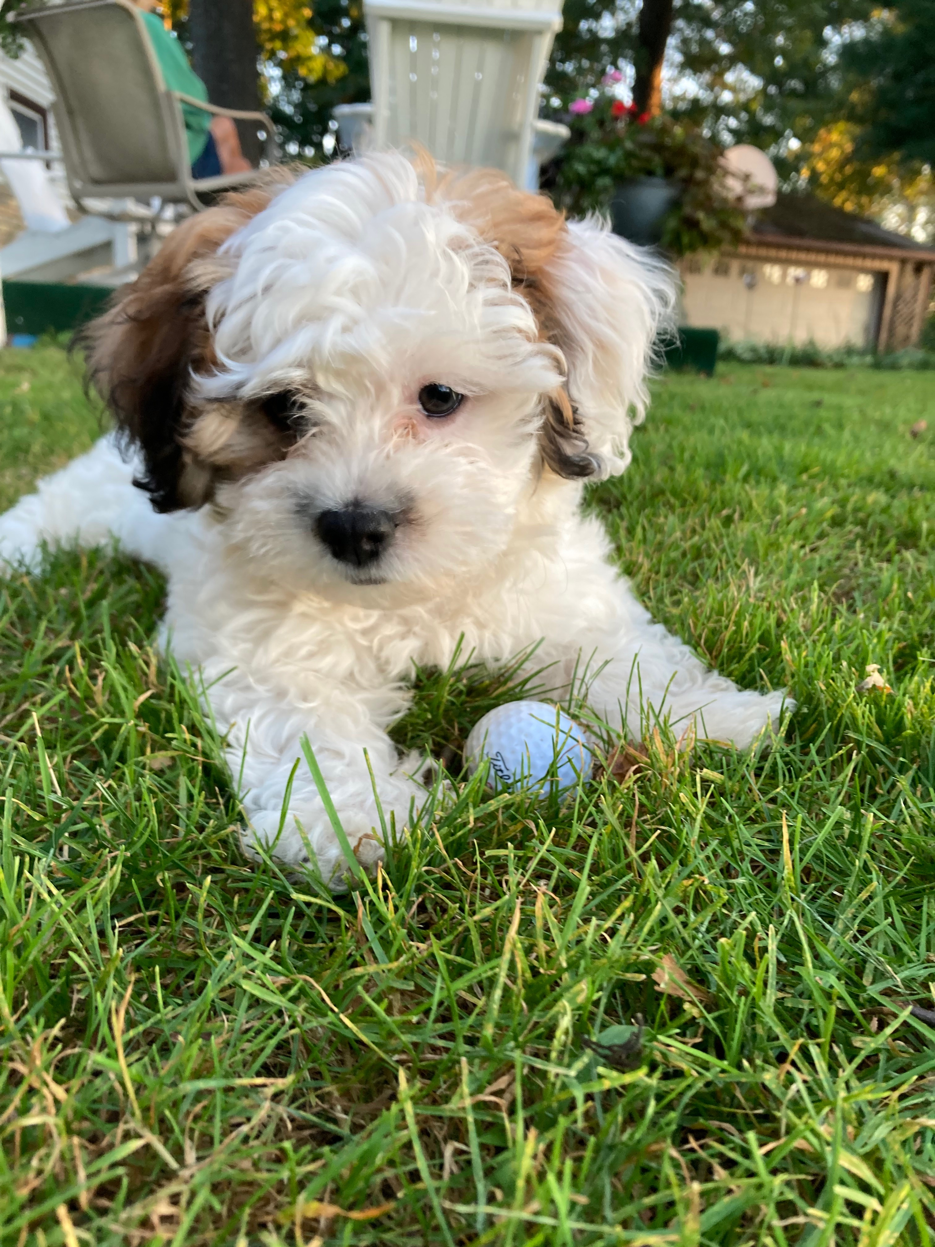 Teddy Bear Pup Being Cute