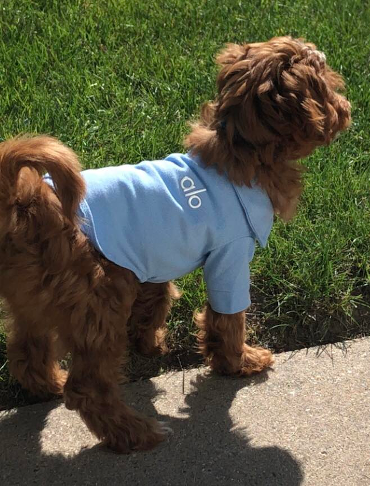 Mini Irish Doodle Pup