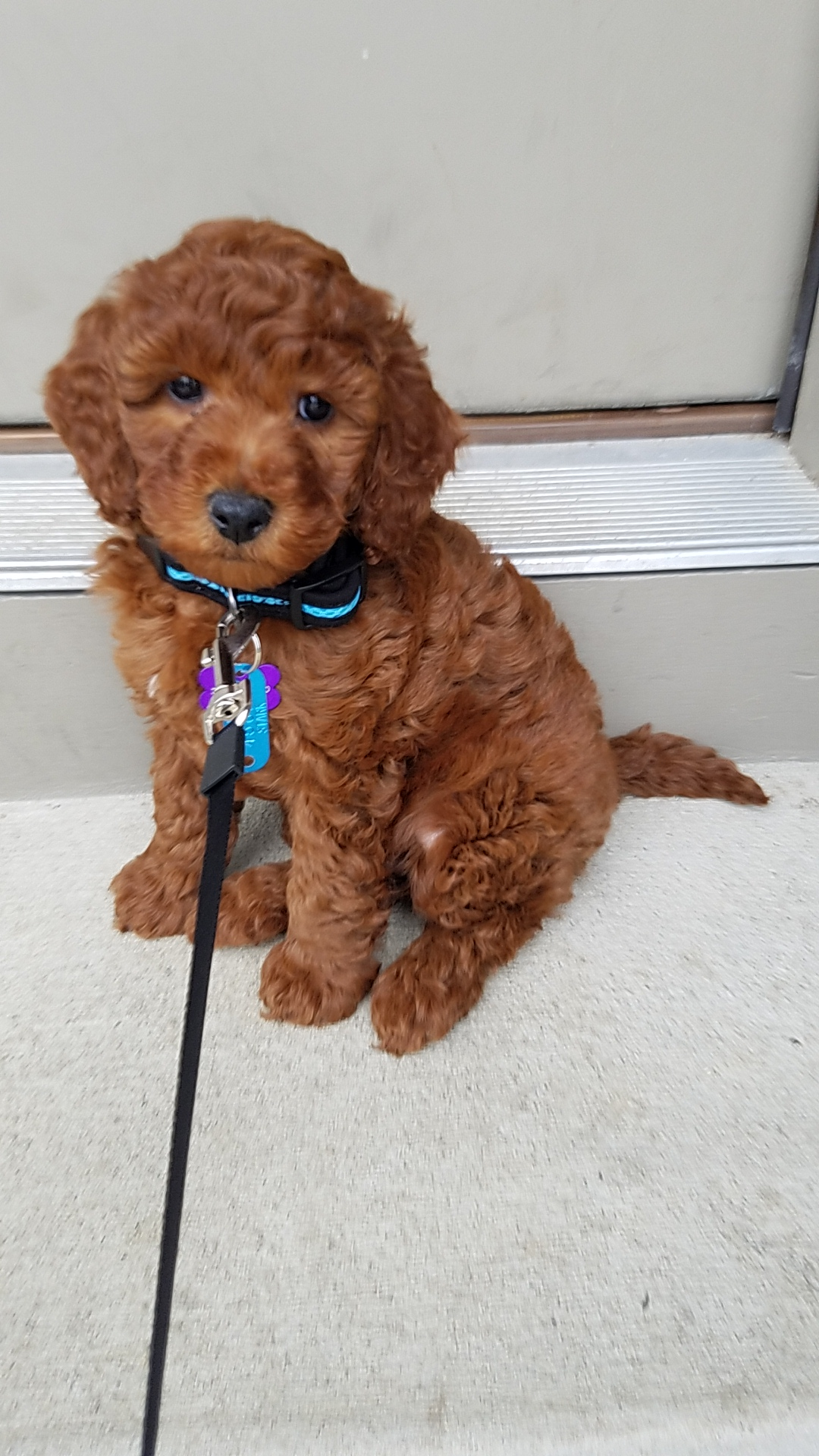 Mini Goldendoodle Puppy for Adoption