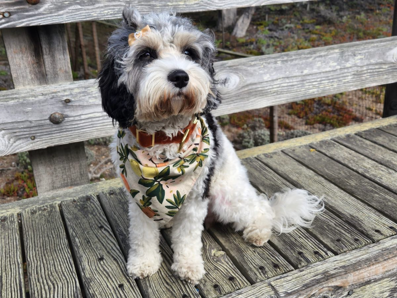 Playful Cavoodle Poodle Mix Puppy