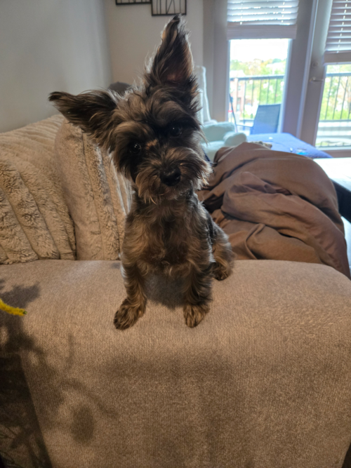 Playful Yo Yo Poo Poodle Mix Pup