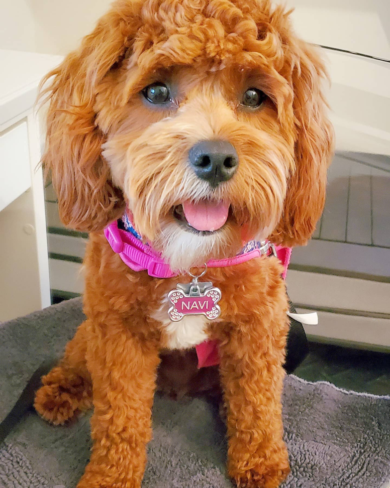 Cute Cavapoo Pup