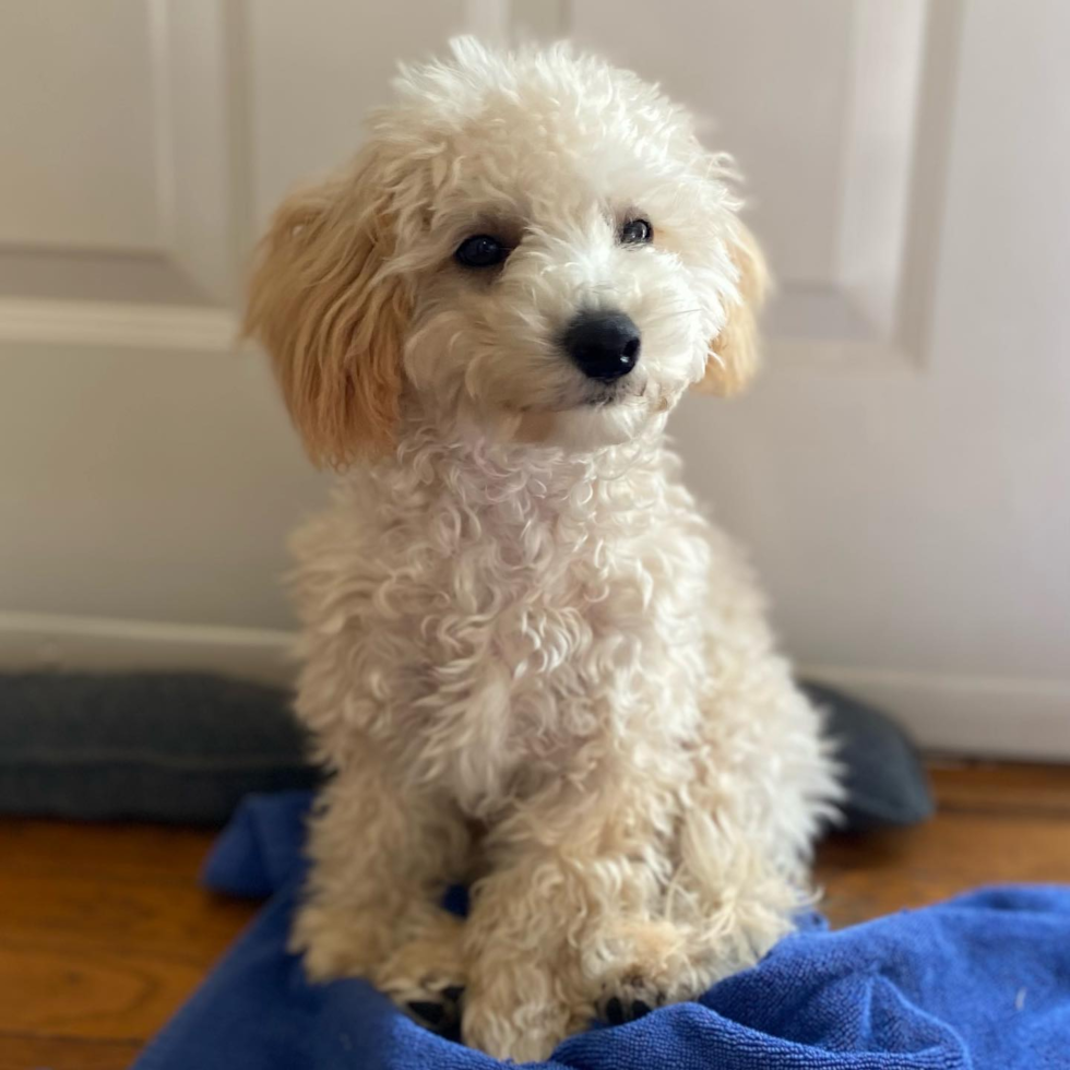 Friendly Poochon Pup