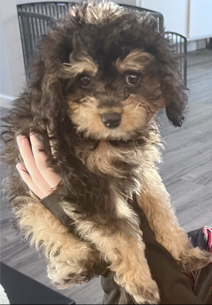 Little Cavoodle Poodle Mix Pup