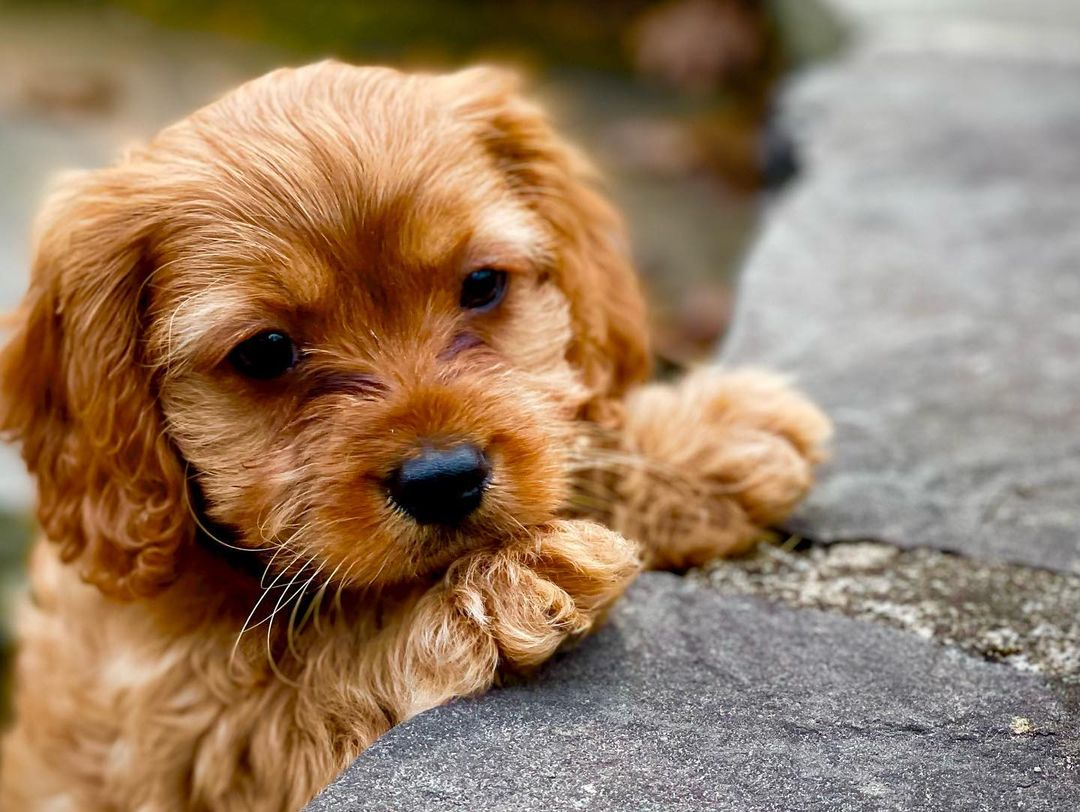 Cavapoo Puppy for Adoption