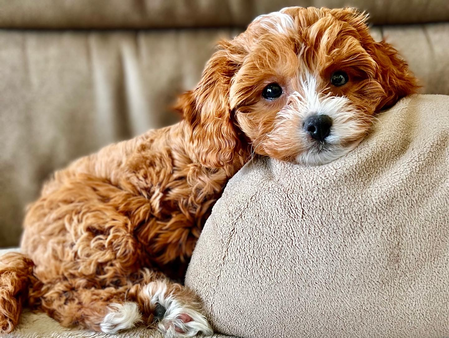 Cavapoo Puppy for Adoption