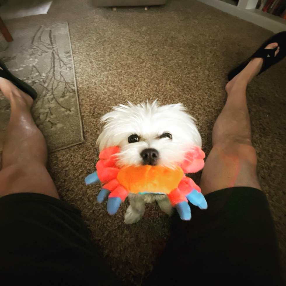 Happy Teddy Bear Pup