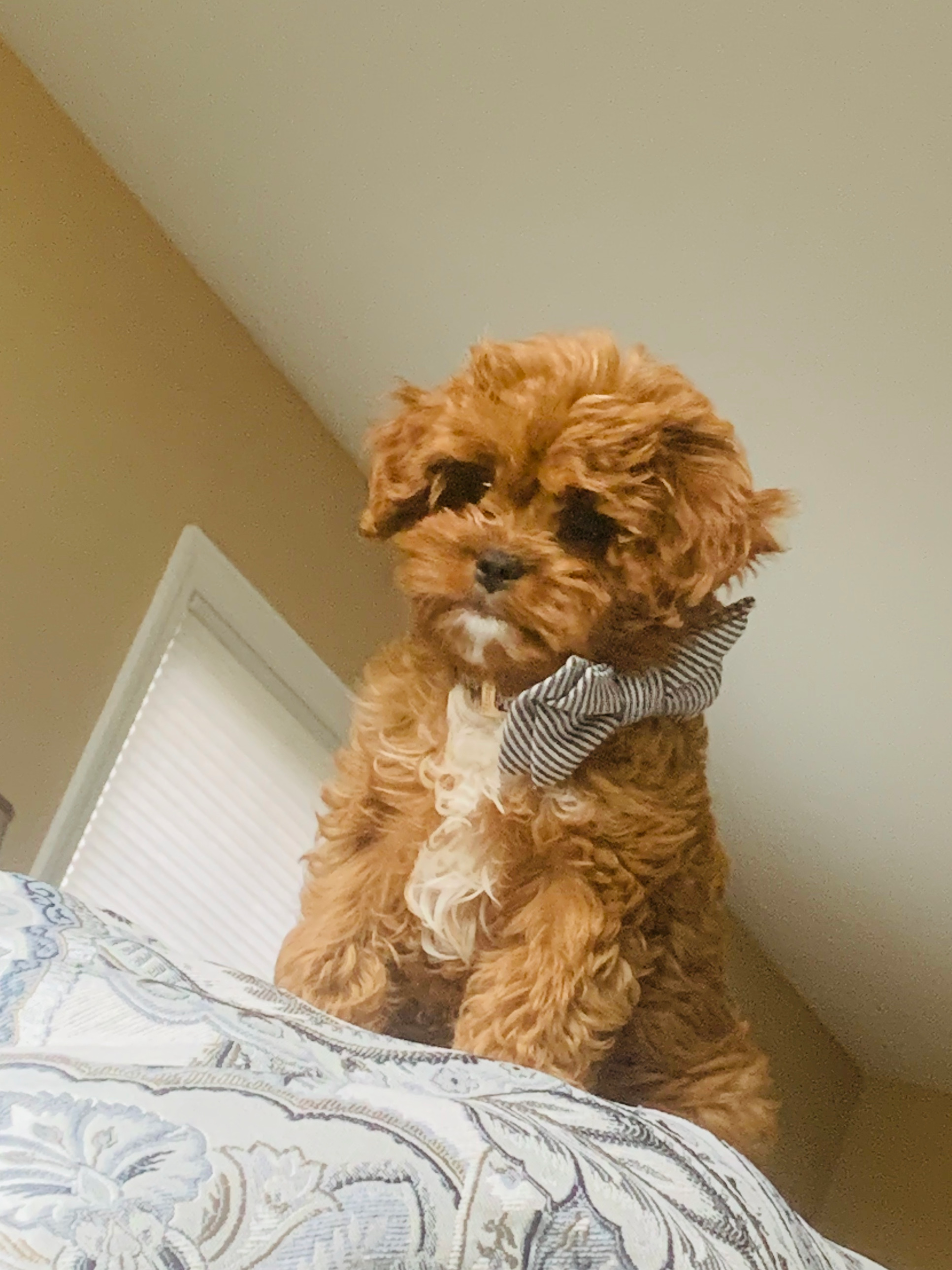 Cavapoo Pup Being Cute