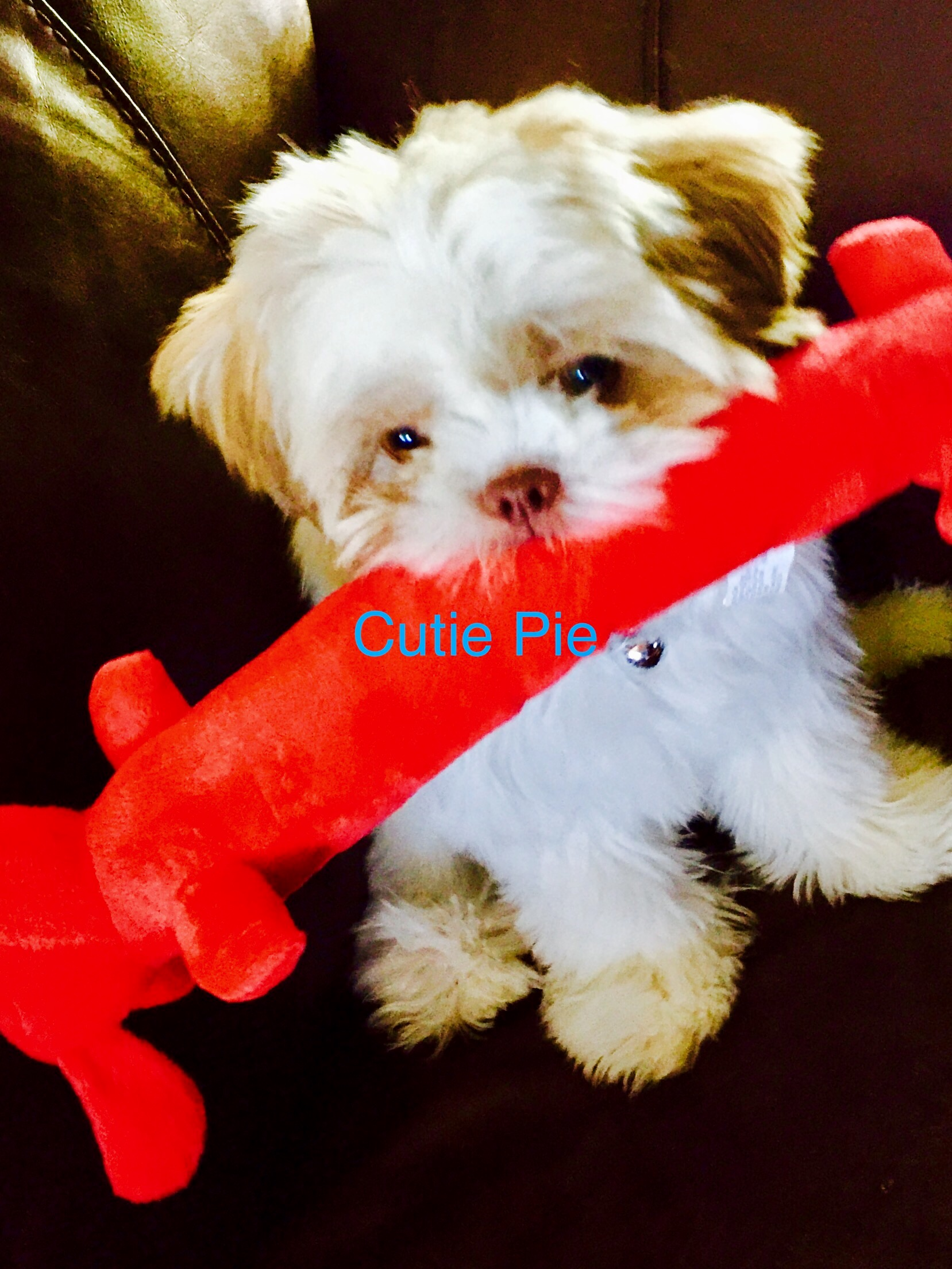 Small Teddy Bear Baby