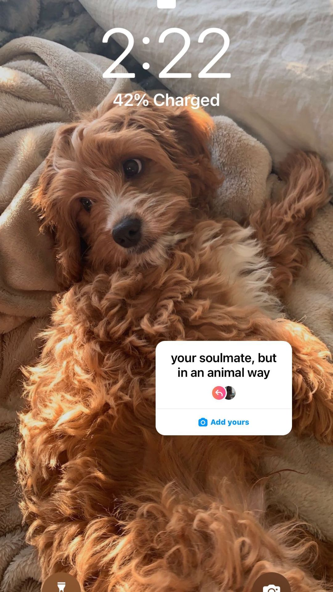 Sweet Cavapoo Baby