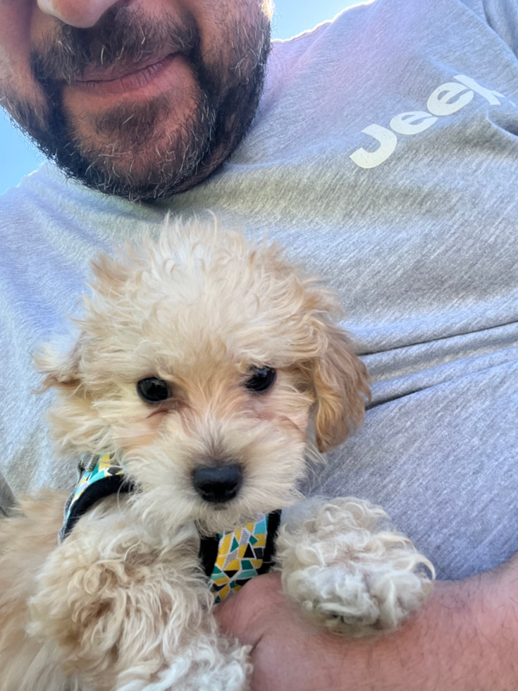Energetic Maltese Poodle Poodle Mix Pup