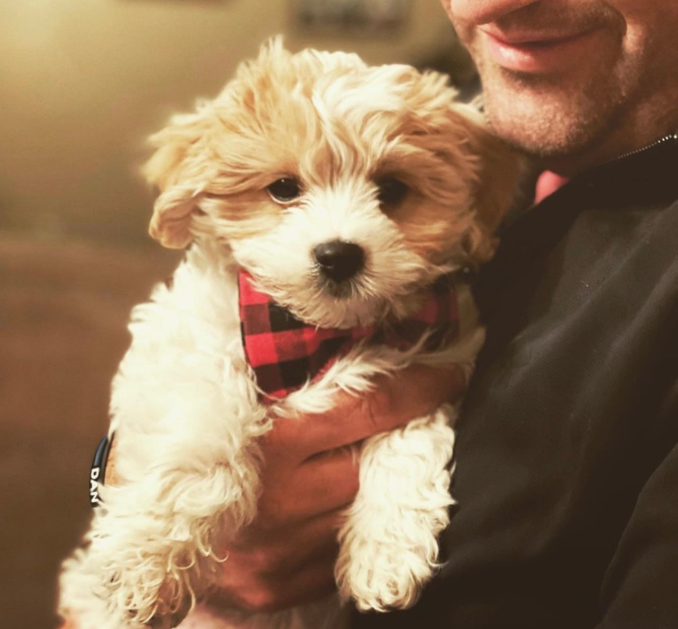 Petite Cavachon Designer Pup