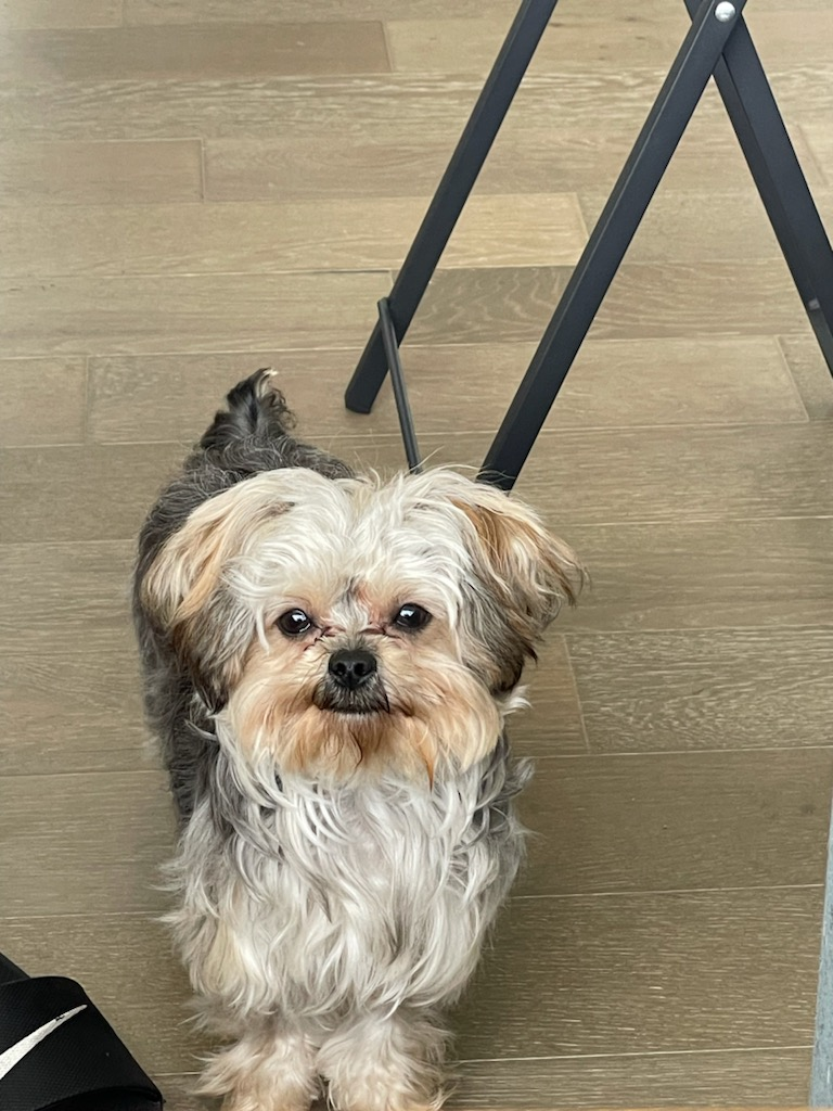 Yorkie Chon Pup Being Cute