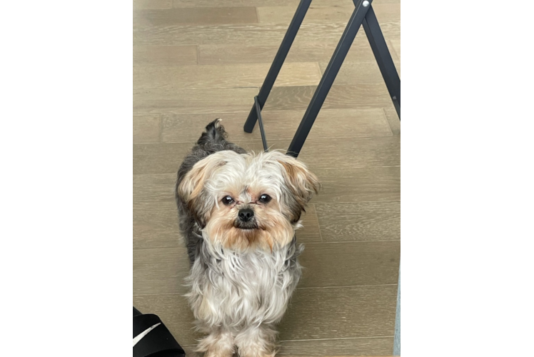 Yorkie Chon Pup Being Cute