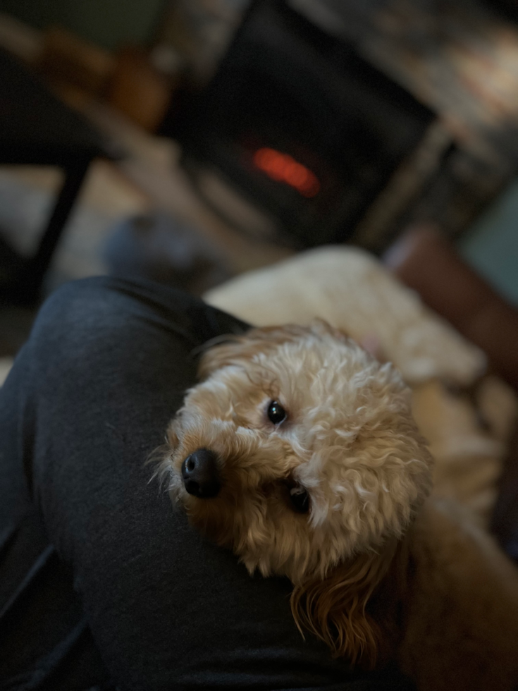 Sweet Cavapoo Pup in