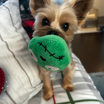 Small Yorkshire Terrier Pup
