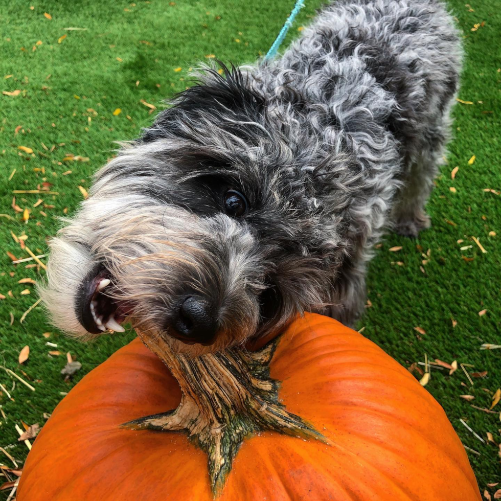 Friendly Mini Aussiedoodle Pup in Naperville IL