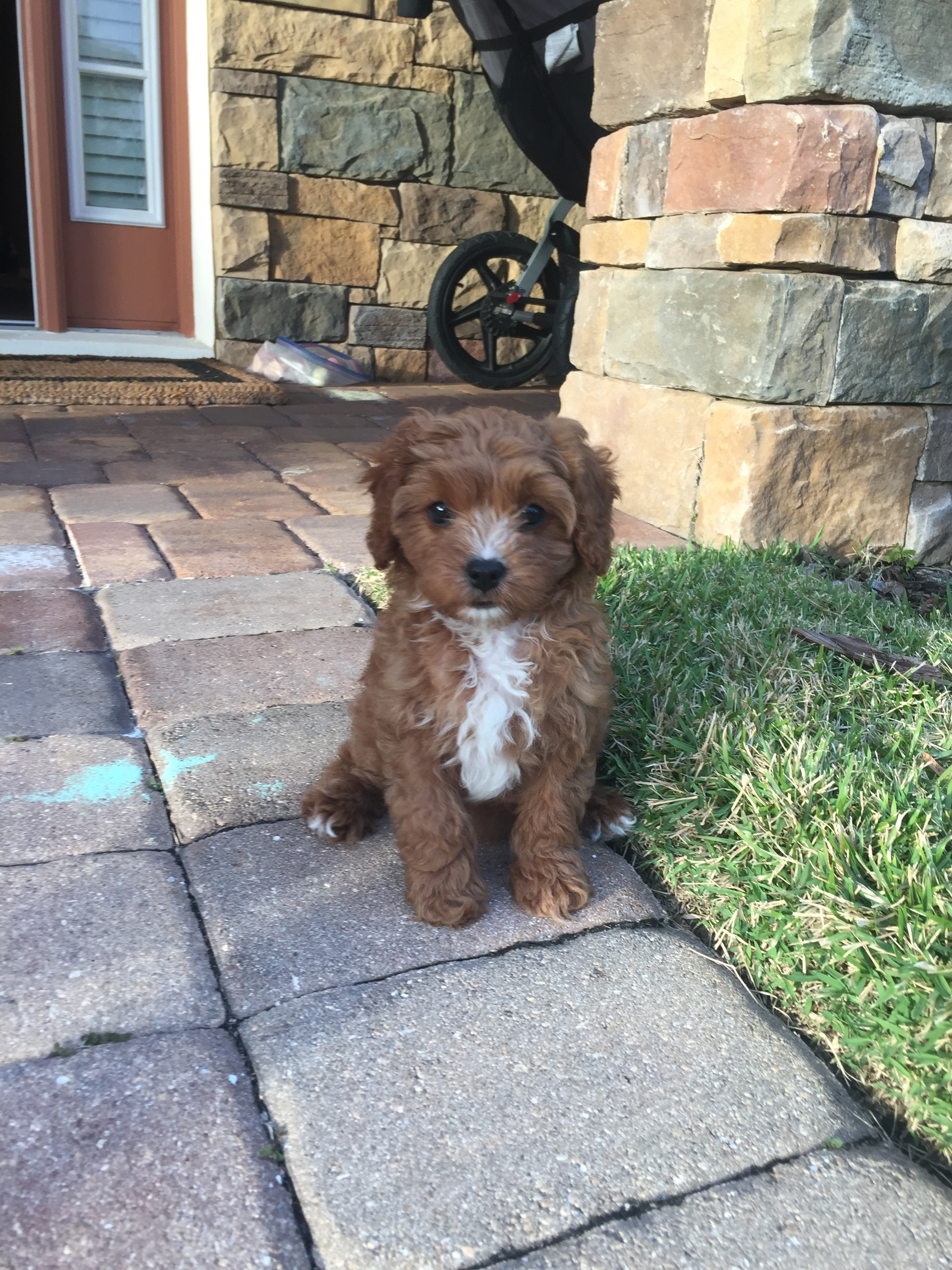 Cavapoo Puppy for Adoption