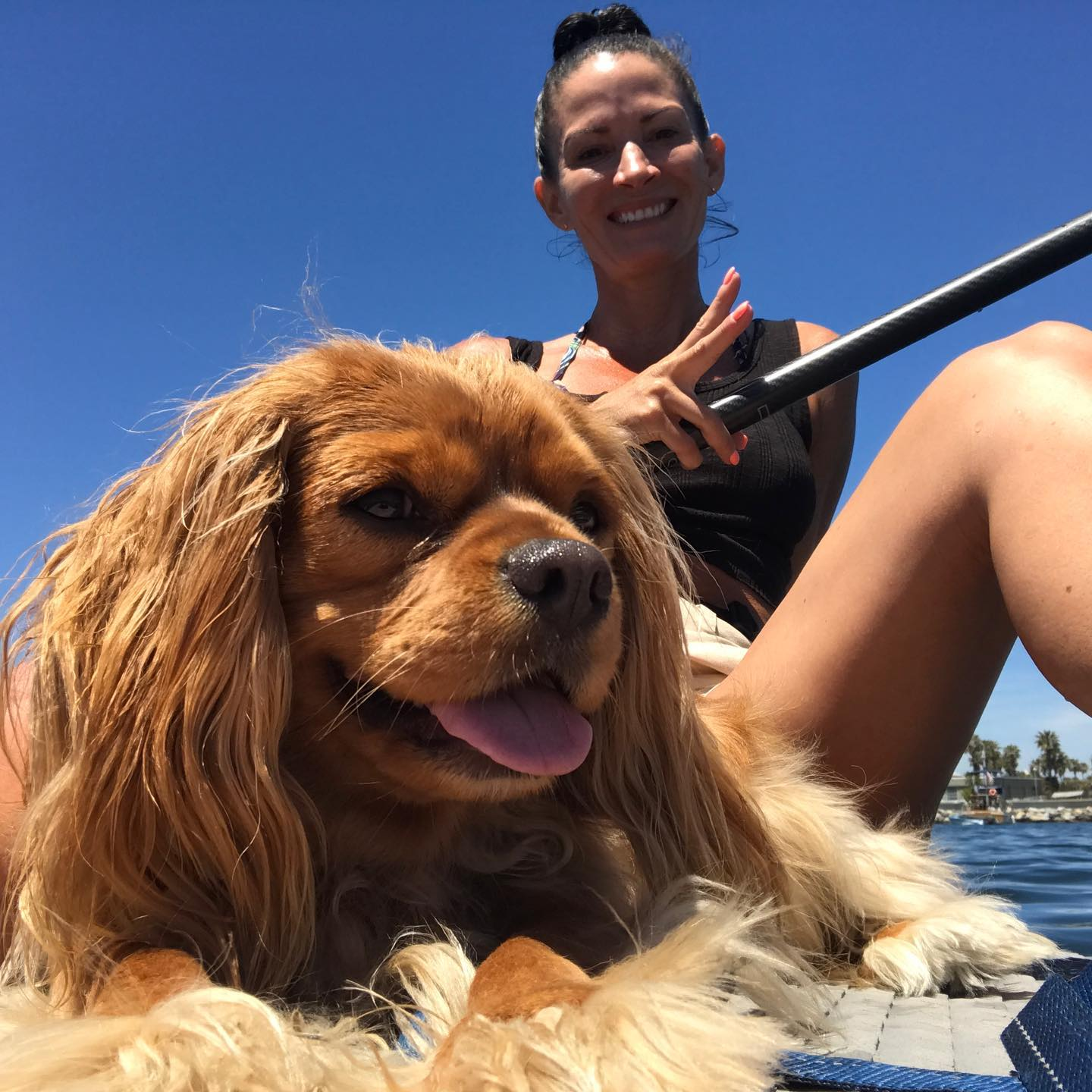 Best Cavalier King Charles Spaniel Baby