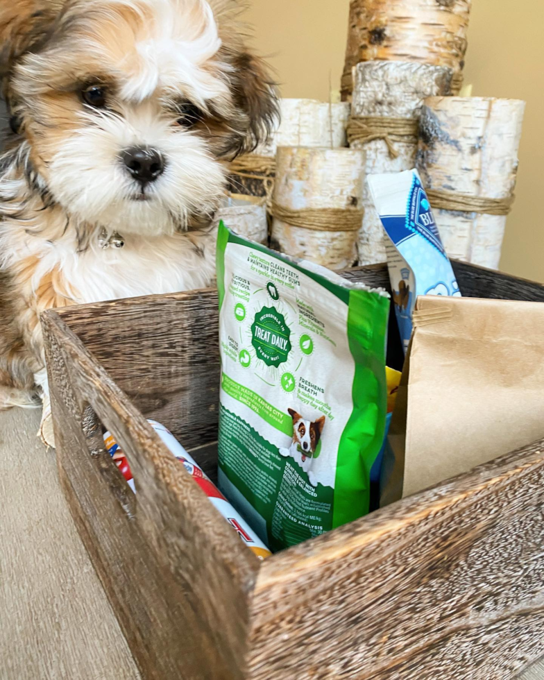 Adorable Shitzu Purebred Pup