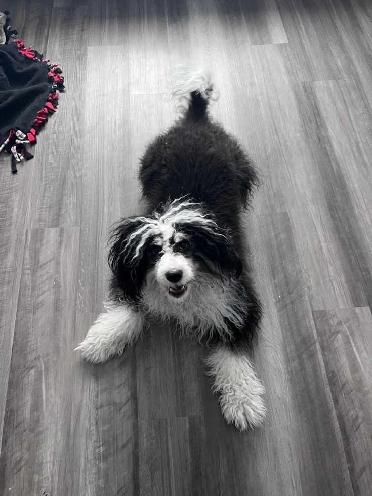 Small Mini Bernedoodle Pup in