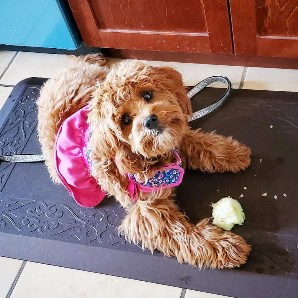 Energetic Cavoodle Poodle Mix Pup
