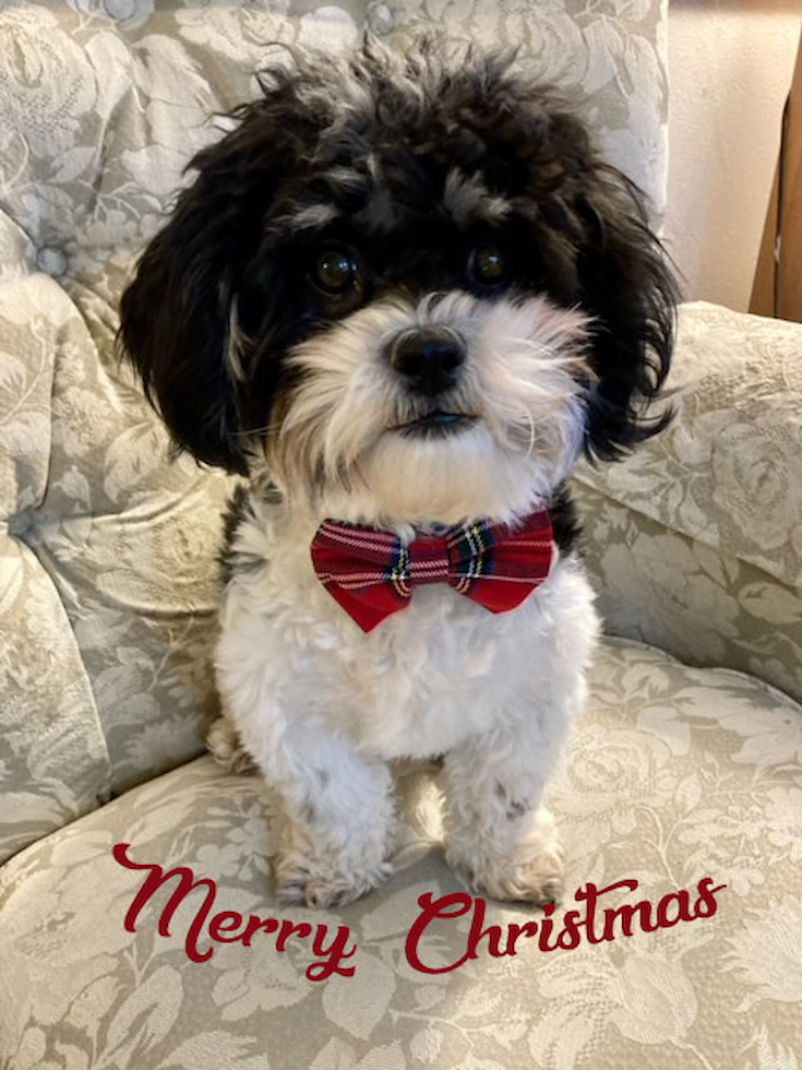 Small Teddy Bear Pup