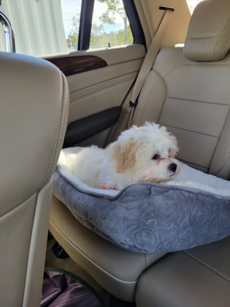 Little Shichon Designer Pup