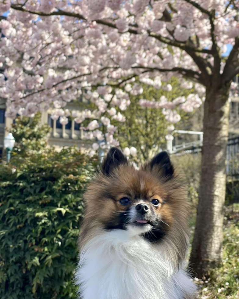 Pomeranian Being Cute