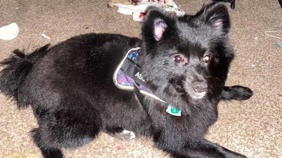 Pomeranian Being Cute