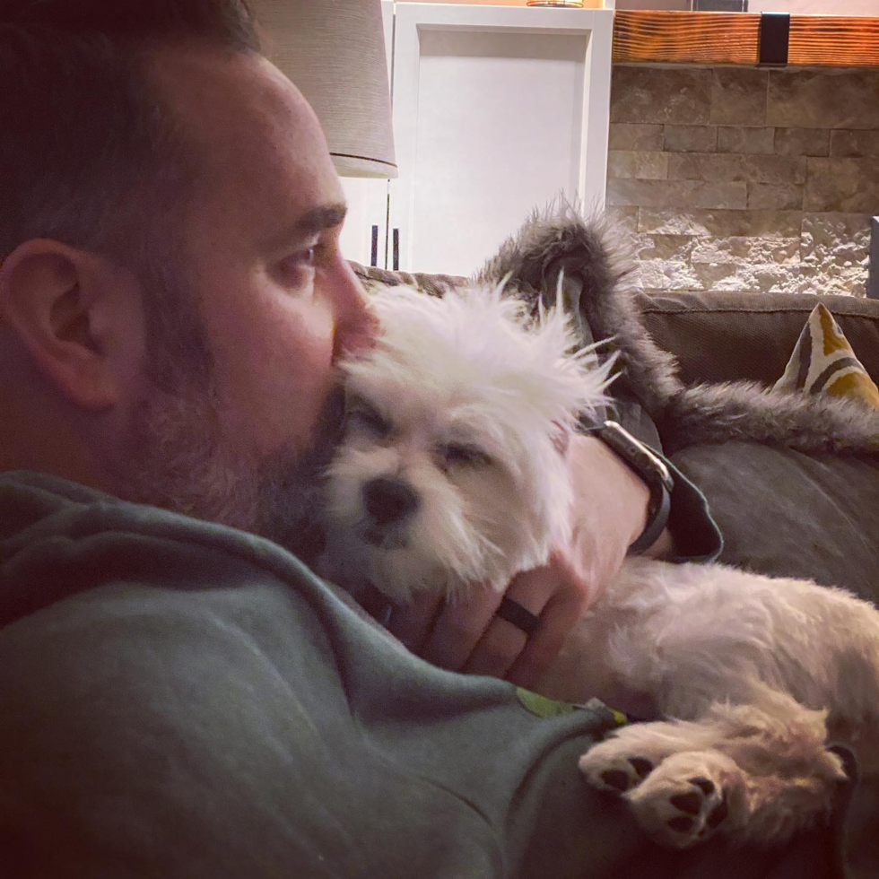 Small Teddy Bear Pup in Gahanna OH