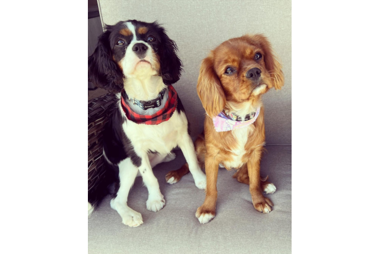 Sweet Cavalier King Charles Spaniel Purebred Puppy