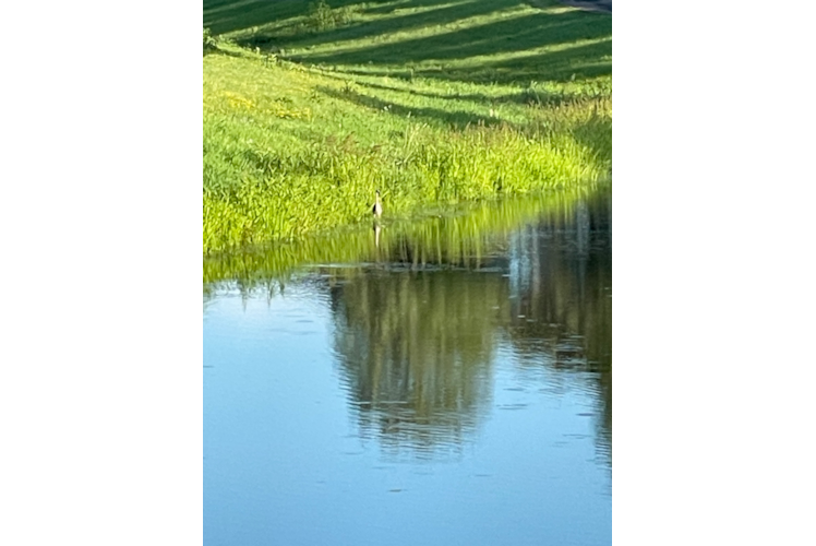 Teddy Bear Pup Being Cute