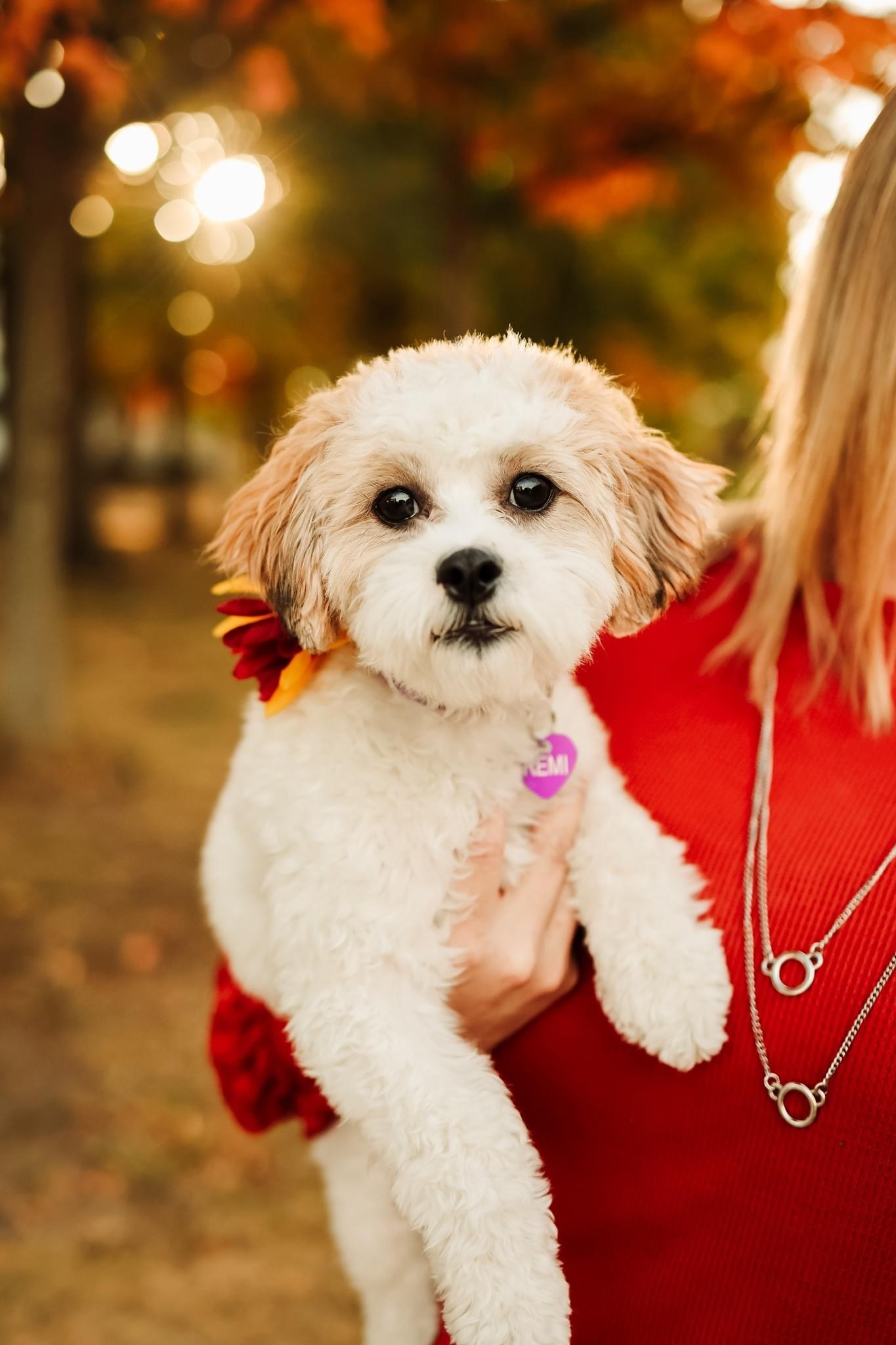 Shih Poo Pup Being Cute