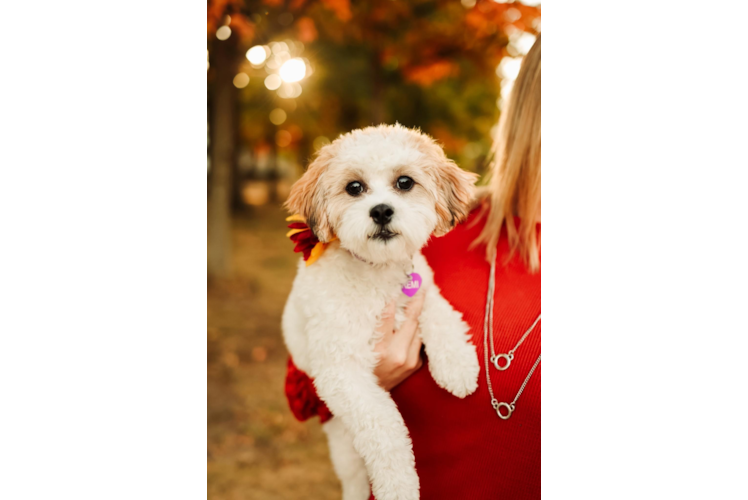 Shih Poo Pup Being Cute