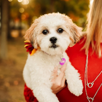 Energetic Shihpoo Poodle Mix Pup