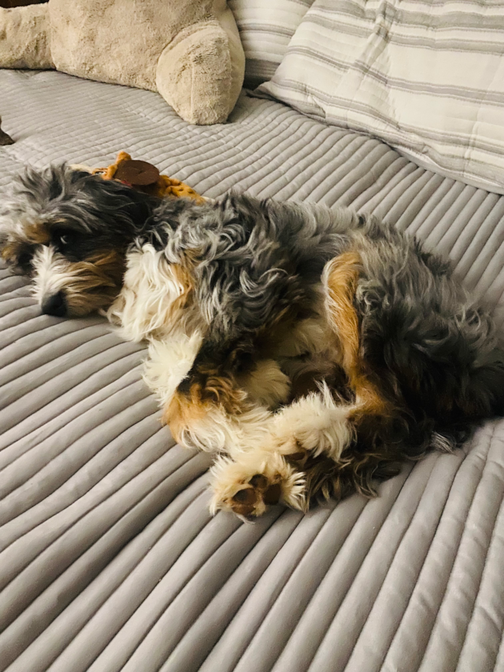 Cute Mini Bernedoodle Pup in