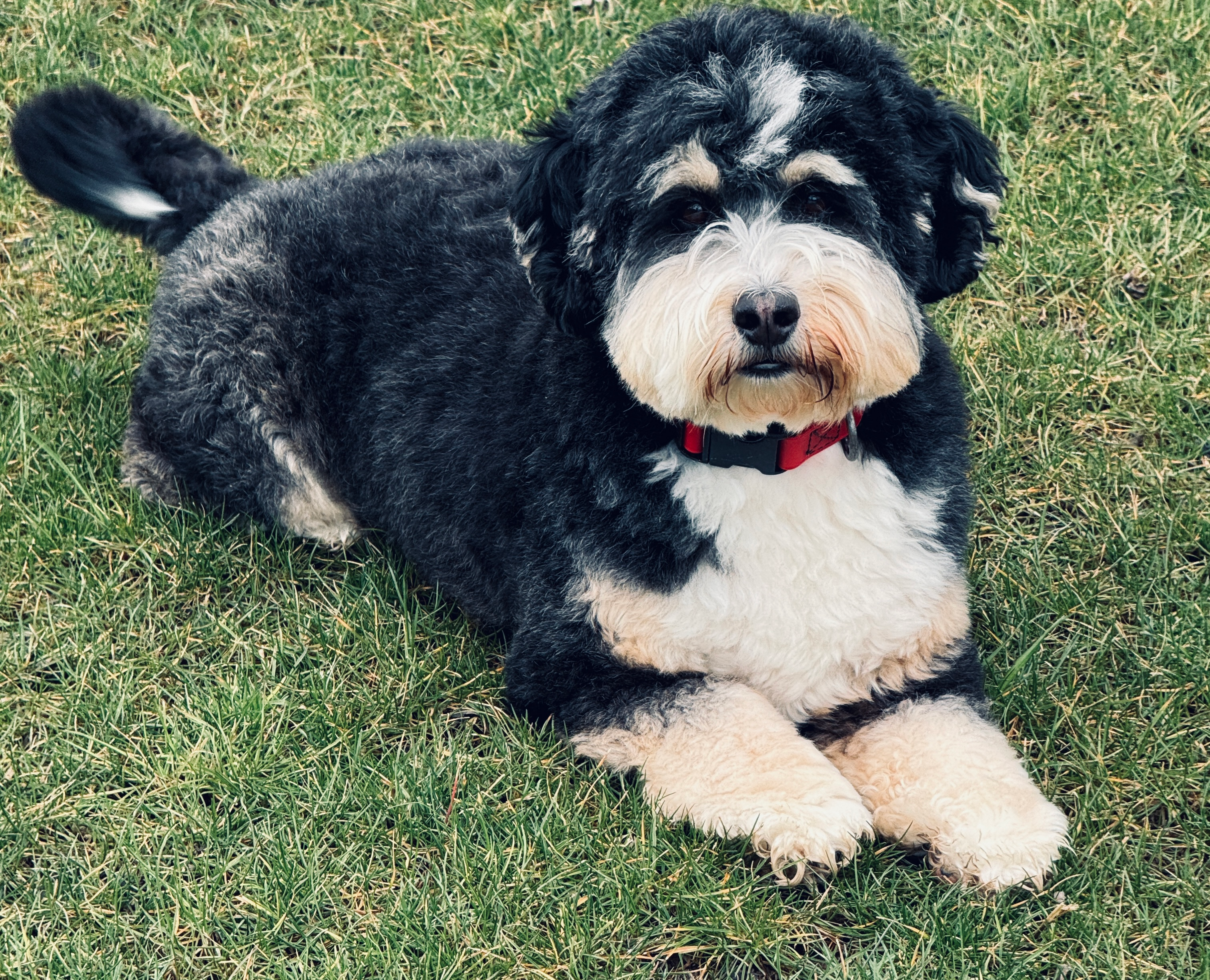 Best Mini Bernedoodle Baby