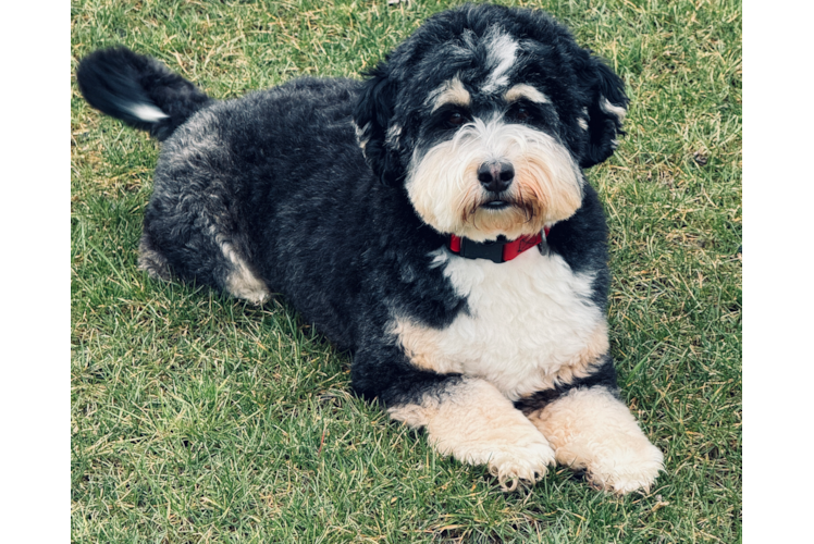 Best Mini Bernedoodle Baby