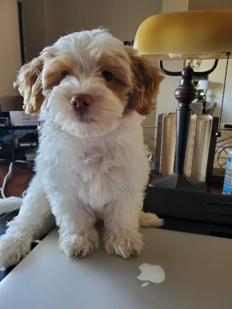 Popular Havapoo Poodle Mix Pup