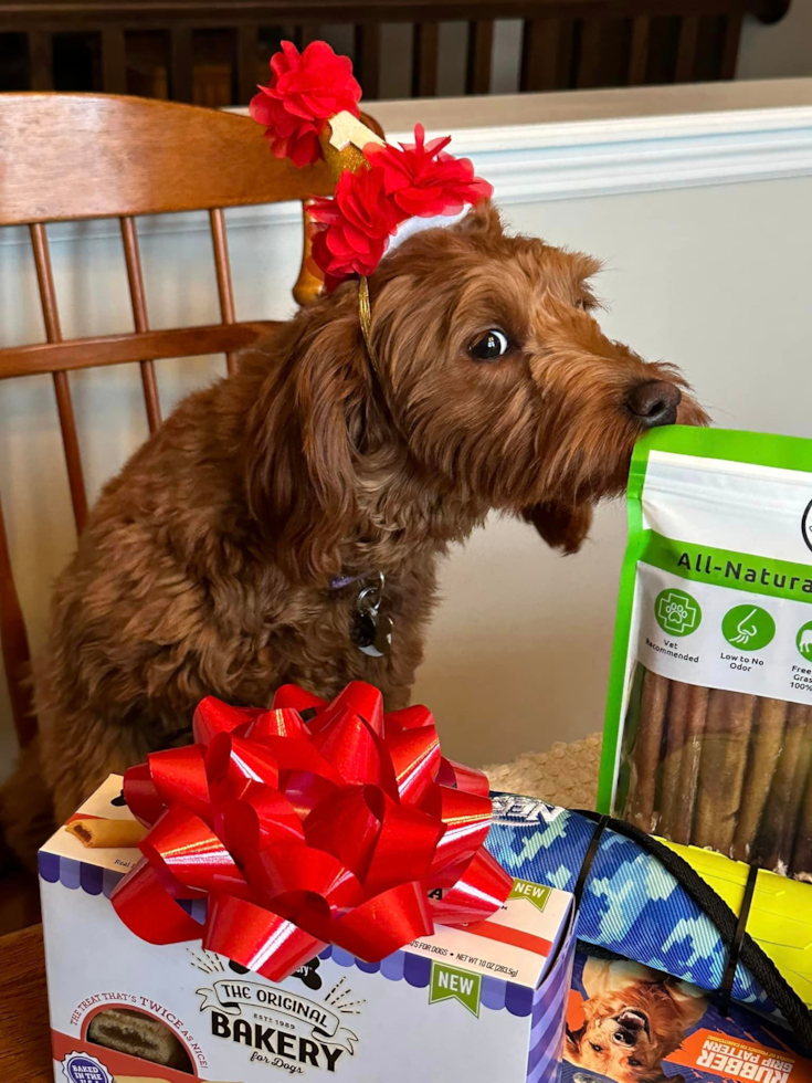 Friendly Mini Goldendoodle Pup in