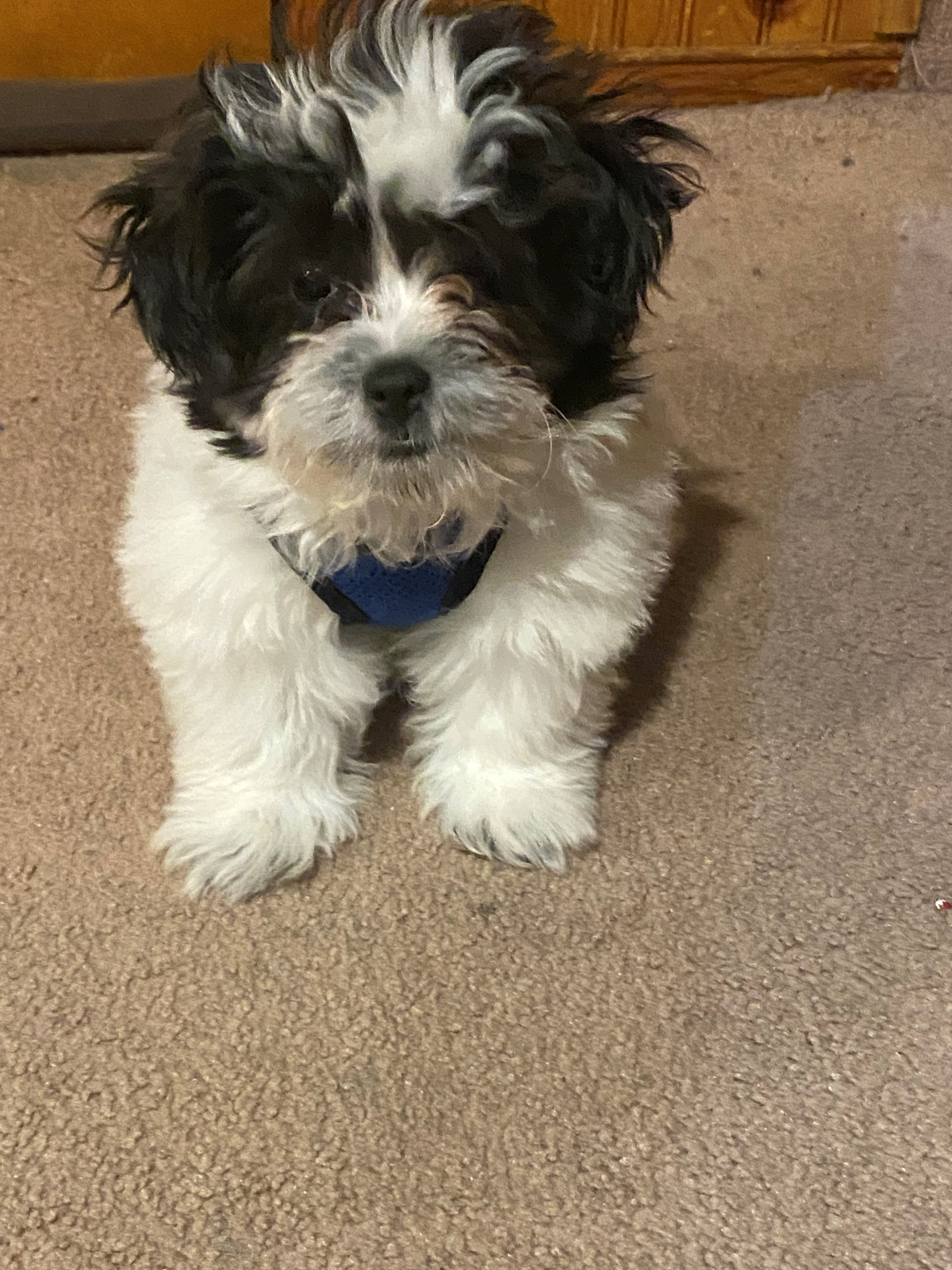 Petite Teddy Bear Designer Pup