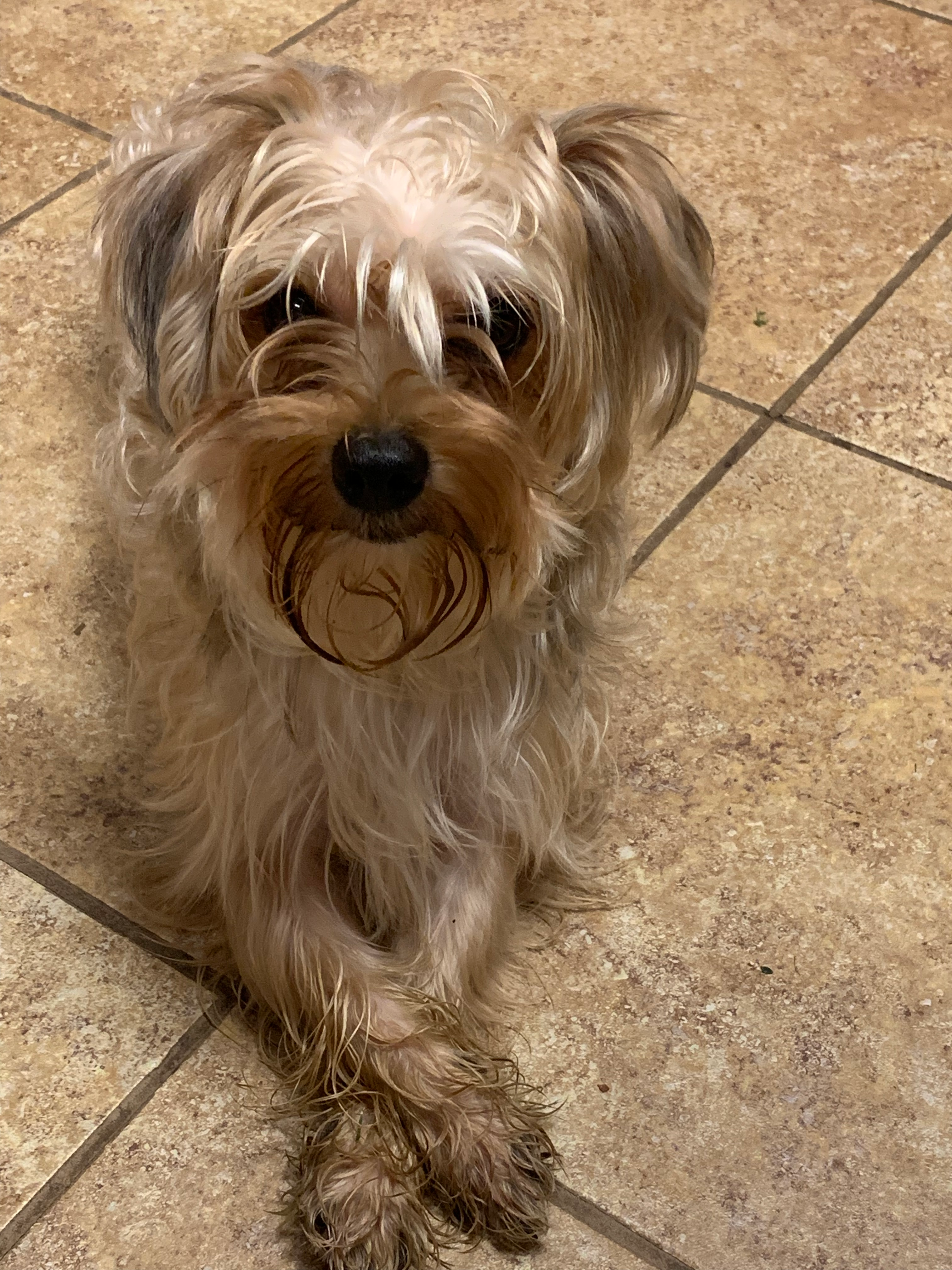 Friendly Morkie Baby